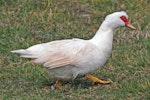 Muscovy duck. Adult white female. Foxton Beach, March 2009. Image © Duncan Watson by Duncan Watson.