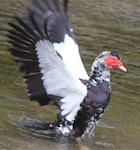 Muscovy duck. Semi-captive adult male with wings outstretched. Akatarawa Forest, January 2016. Image © Robert Hanbury-Sparrow by Robert Hanbury-Sparrow.