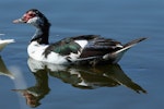 Muscovy duck. Male swimming. Foxton, March 2009. Image © Duncan Watson by Duncan Watson.