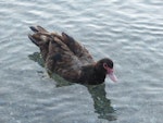 Muscovy duck. Adult. Queenstown, January 2016. Image © Alan Tennyson by Alan Tennyson.