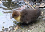 Muscovy duck. Duckling. Willowbank Wildlife Park, Christchurch, February 2019. Image © Alan Tennyson by Alan Tennyson.