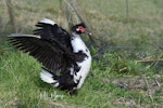 Muscovy duck. Adult with wings raised. Whitford farm road, July 2018. Image © Marie-Louise Myburgh by Marie-Louise Myburgh.