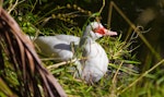 Muscovy duck. Adult female roosting. Maitai River, Nelson, February 2016. Image © Rochelle Marshall by Rochelle Marshall.