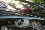 Muscovy duck. Semi-captive adult male with near-bald head and neck. near Waikanae, January 2016. Image © Robert Hanbury-Sparrow by Robert Hanbury-Sparrow.