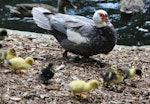 Muscovy duck. Female with seven ducklings. Eastbourne, March 2013. Image © Robert Hanbury-Sparrow by Robert Hanbury-Sparrow.