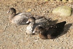 Muscovy duck. Juveniles. Parkwood, Waikanae, April 2020. Image © Alan Tennyson by Alan Tennyson.