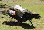 Muscovy duck. Semi-captive female preening. Waikanae, December 2015. Image © Robert Hanbury-Sparrow by Robert Hanbury-Sparrow.