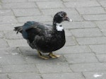 Muscovy duck. Possible Muscovy duck X mallard hybrid. Virginia Lake, January 2012. Image © Robert Hanbury-Sparrow by Robert Hanbury-Sparrow.