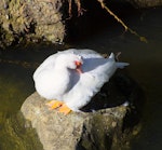 Muscovy duck. Adult female preening. Maitai River, Nelson, February 2016. Image © Rochelle Marshall by Rochelle Marshall.