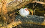 Muscovy duck. Adult female roosting in tree. Maitai River, Nelson, February 2016. Image © Rochelle Marshall by Rochelle Marshall.