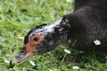 Muscovy duck. Adult female grazing. Virginia Lake, December 2015. Image © Robert Hanbury-Sparrow by Robert Hanbury-Sparrow.