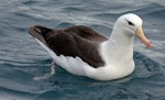 Black-browed mollymawk | Toroa. Adult. Kaikoura pelagic, May 2009. Image © Duncan Watson by Duncan Watson.