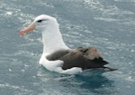 Black-browed mollymawk | Toroa. Adult sitting in water. Cook Strait, August 2012. Image © Alan Tennyson by Alan Tennyson.