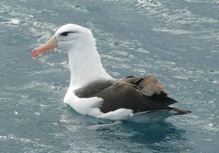 Black-browed mollymawk | Toroa. Adult sitting in water. Cook Strait, August 2012. Image © Alan Tennyson by Alan Tennyson.