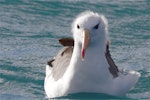 Black-browed mollymawk | Toroa. Adult on water, frontal view. Kaikoura pelagic, June 2014. Image © Steve Attwood by Steve Attwood.