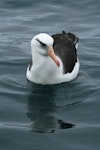 Campbell black-browed mollymawk | Toroa. Adult. Kaikoura pelagic, February 2007. Image © David Boyle by David Boyle.