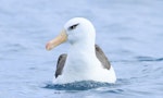 Campbell black-browed mollymawk | Toroa. Adult at sea. Cook Strait, April 2016. Image © Phil Battley by Phil Battley.