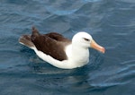 Campbell black-browed mollymawk | Toroa. Adult. Cook Strait, April 2016. Image © Alan Tennyson by Alan Tennyson.