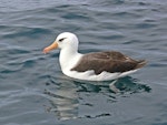 Campbell black-browed mollymawk | Toroa. Adult on water. Off Kaikoura, March 2010. Image © Peter Frost by Peter Frost.