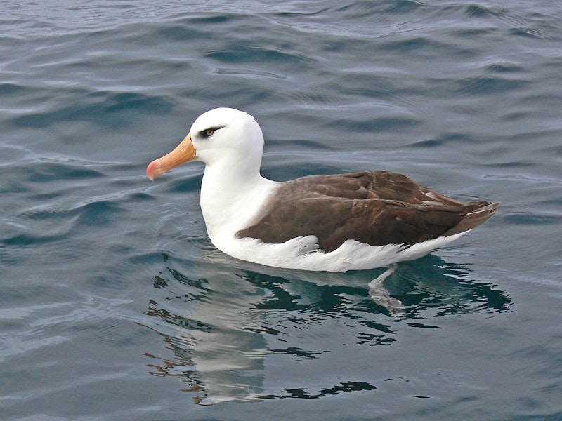 Campbell black-browed mollymawk | Toroa. Adult on water. Off Kaikoura, March 2010. Image © Peter Frost by Peter Frost.