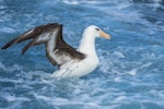 Campbell black-browed mollymawk | Toroa. Adult taking off from the water. At sea of Kiama NSW Australia, April 2019. Image © Lindsay Hansch by Lindsay Hansch.