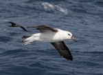 Campbell black-browed mollymawk | Toroa. Immature in flight. At sea off Wollongong, New South Wales, Australia, April 2009. Image © Brook Whylie by Brook Whylie.