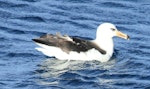 Campbell black-browed mollymawk | Toroa. Immature on water. At sea, 92 km east of Mahia, June 2015. Image © Bridget Watts by Bridget Watts.