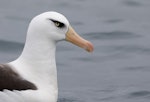 Campbell black-browed mollymawk | Toroa. Adult on water. Kaikoura pelagic, March 2018. Image © Tim Van Leeuwen by Tim Van Leeuwen.