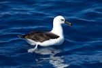 Campbell black-browed mollymawk | Toroa. Immature on water. Three Kings pelagic, March 2015. Image © Les Feasey by Les Feasey.