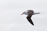 Campbell black-browed mollymawk | Toroa. Adult in flight showing the yellow eye. Southern Ocean, November 2011. Image © Sonja Ross by Sonja Ross.