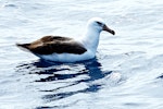 Campbell black-browed mollymawk | Toroa. Juvenile on water. North Cape pelagic, March 2015. Image © Les Feasey by Les Feasey.