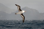 Campbell black-browed mollymawk | Toroa. Adult in flight, ventral. At sea off Campbell Island, February 2008. Image © Craig McKenzie by Craig McKenzie.