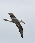 Campbell black-browed mollymawk | Toroa. Subadult in flight (dorsal). At sea off Stewart Island, November 2017. Image © Les Feasey by Les Feasey.