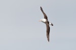 Campbell black-browed mollymawk | Toroa. Adult in flight, dorsal view. At sea off Campbell Island, December 2015. Image © Edin Whitehead by Edin Whitehead.