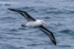 Campbell black-browed mollymawk | Toroa. Adult. Southern Ocean, January 2018. Image © Mark Lethlean by Mark Lethlean.