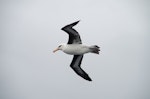 Campbell black-browed mollymawk | Toroa. Adult in flight showing underwing. Chatham rise, May 2013. Image © Leon Berard by Leon Berard.