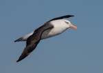 Campbell black-browed mollymawk | Toroa. Adult, in flight. At sea off Wollongong, New South Wales, Australia, April 2008. Image © Brook Whylie by Brook Whylie.