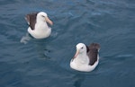 Campbell black-browed mollymawk | Toroa. Adult (rear) with adult black-browed mollymawk. Cook Strait, April 2016. Image © Colin Miskelly by Colin Miskelly.