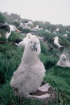 Campbell black-browed mollymawk | Toroa. Downy chick. South Bull Rock, Campbell Island, January 1993. Image © Alan Tennyson by Alan Tennyson.