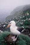 Campbell black-browed mollymawk | Toroa. Adult in colony. South Bull Rock, Campbell Island, January 1993. Image © Alan Tennyson by Alan Tennyson.