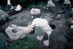 Campbell black-browed mollymawk | Toroa. Adult feeding chick. South Bull Rock, Campbell Island, January 1993. Image © Alan Tennyson by Alan Tennyson.