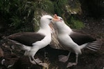 Campbell black-browed mollymawk | Toroa. Adult pair courting. Campbell Island, February 2008. Image © Department of Conservation ( image ref: 10067611) by Andrew Maloney Department of Conservation.