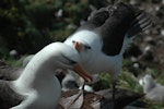 Campbell black-browed mollymawk | Toroa. Non-breeders courting. Campbell Island, January 2011. Image © Kyle Morrison by Kyle Morrison.