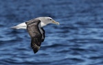 Buller's mollymawk | Toroa. Adult southern Buller's mollymawk in flight. Port MacDonnell pelagic, South Australia, March 2017. Image © Craig Greer by Craig Greer.