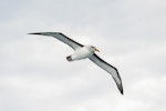 Buller's mollymawk | Toroa. Adult in flight. At sea off Stewart Island, January 2016. Image © Edin Whitehead by Edin Whitehead.