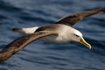 Buller's mollymawk | Toroa. Dorsal view of adult in flight. Otago coast, October 2008. Image © Craig McKenzie by Craig McKenzie.