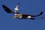 Buller's mollymawk | Toroa. Adult northern subspecies in flight. Forty Fours, Chatham Islands, December 2009. Image © Mark Fraser by Mark Fraser.