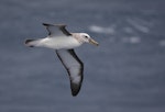 Buller's mollymawk | Toroa. Immature southern subspecies in flight showing underwing. At sea off Wollongong, New South Wales, Australia, March 2011. Image © Brook Whylie by Brook Whylie.