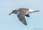 Buller's mollymawk | Toroa. Individual with large amount of yellow in bill. At sea off Dunedin, April 2017. Image © Matthias Dehling by Matthias Dehling.