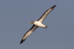 Buller's mollymawk | Toroa. Northern subspecies, in flight. Off Pitt Island, Chatham Islands, November 2020. Image © James Russell by James Russell.